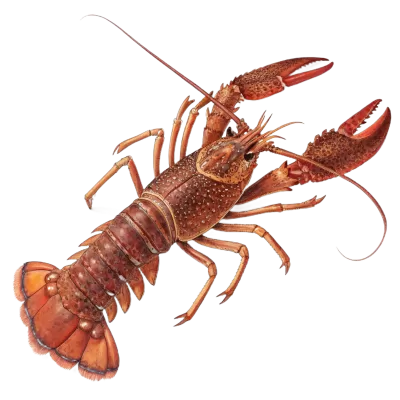 Imagen PNG para descargar